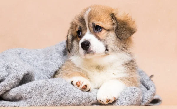 Cute Welsh Corgi Puppy Looking — Photo