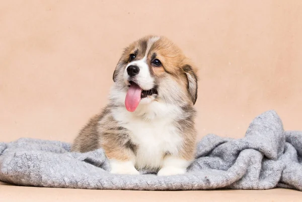 Cute Corgi Puppy Tongue Looking — Stok fotoğraf