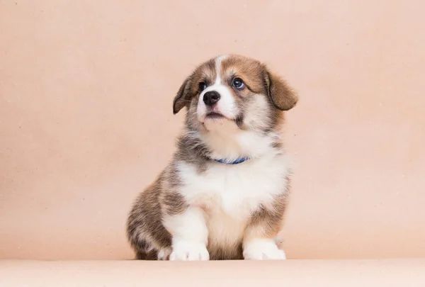 Welsh Corgi Puppy Looking Studio — Stockfoto