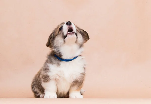 Welsh Corgi Puppy Laughing Studio — Stock Fotó