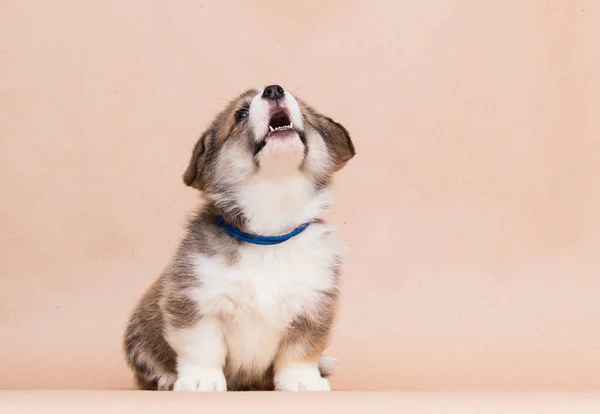 Welsh Corgi Puppy Laughing Studio — 스톡 사진