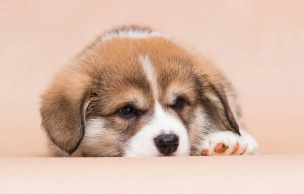 Welsh Corgi Puppy Sad Studio Shot — стоковое фото