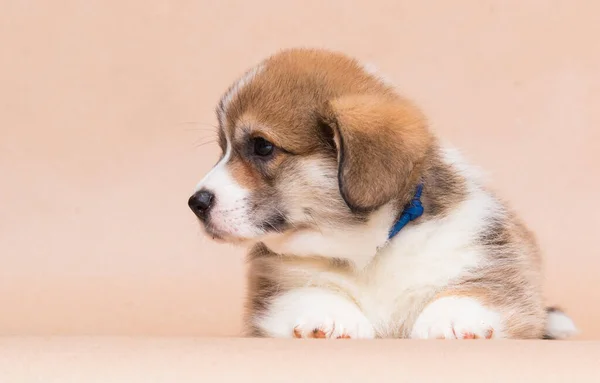 Welsh Corgi Puppy Looking Studio — Fotografia de Stock