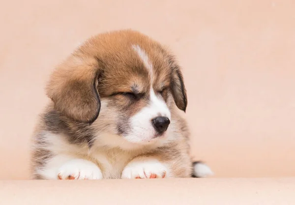 Welsh Corgi Puppy Closed Eyes — Stockfoto