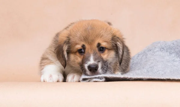 Welsh Corgi Puppy Sad Studio Shot — Stockfoto