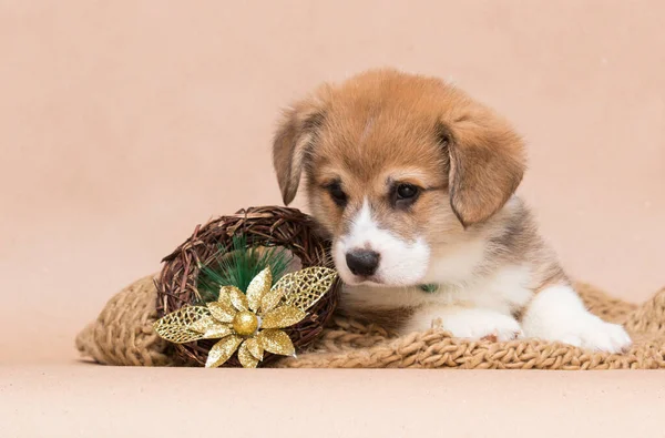 Ginger Corgi Puppy Beige Background Studio Shot — Photo