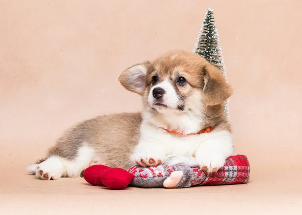 Little Corgi Puppy Toy Fotos De Stock Sin Royalties Gratis