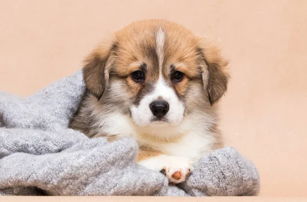 Cute Welsh Corgi Puppy Looking Stock Image