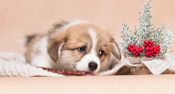 Welsh Corgi Puppy Lying Resting 스톡 사진