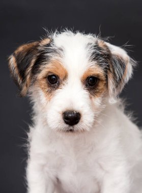 Gri arka planda sevimli Jack Russell köpek portresi