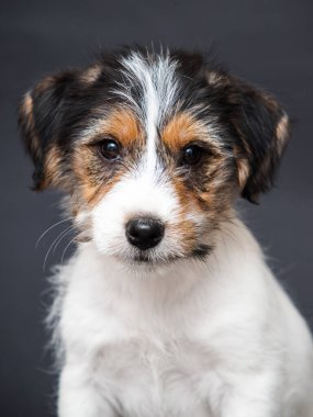 Ağızlık Jack Russell köpek yavrusu Gri bir arka planda