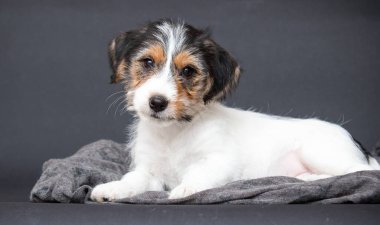 Jack Russell 'ın gri bir arka planı var.