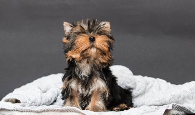 Gri arka planda Yorkshire Teriyer köpeği.