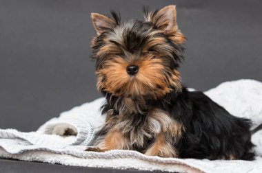 Gri arka planda Yorkshire Teriyer köpeği.