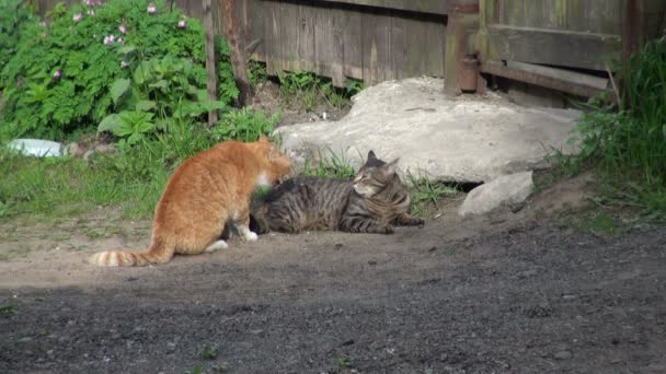 Deux chats adultes jouent dans la rue 