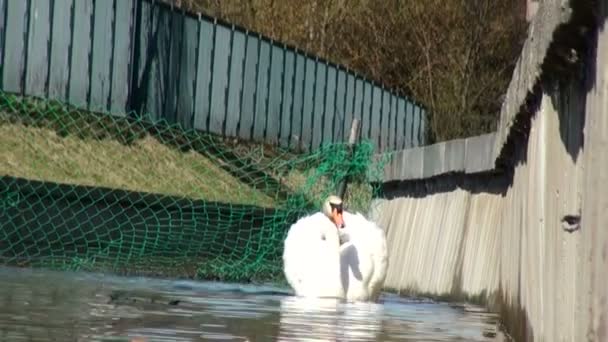 Cigno bianco sull'acqua. — Video Stock