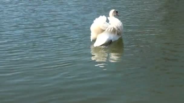 Cygne blanc sur l'eau.
