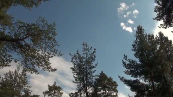 Toppen van de bomen in voorkant van duidelijke blauwe lucht met een wolk, natuur achtergrond — Stockvideo