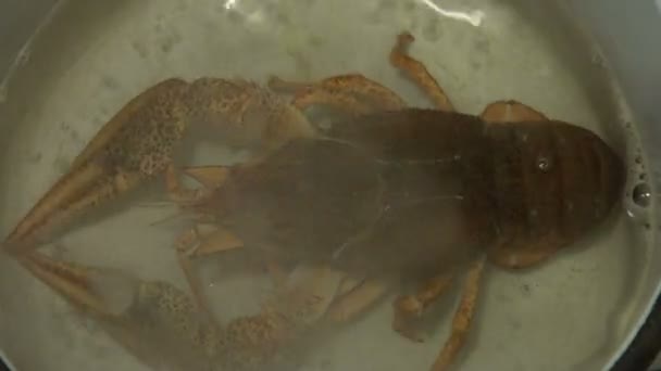 水煮的 crayfishe — 图库视频影像