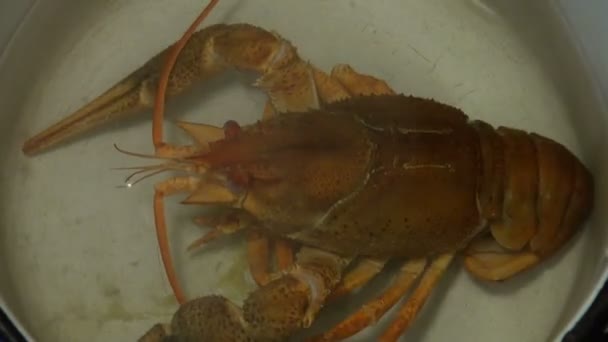 Gekookte crayfishe — Stockvideo