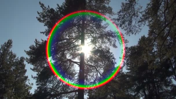 Солнечная вспышка против дерева — стоковое видео