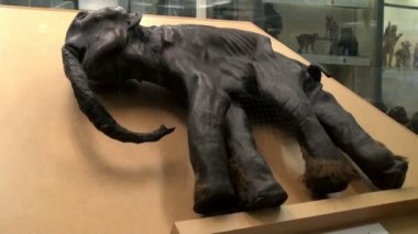 mamut mumya