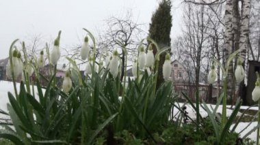 kardelen Park