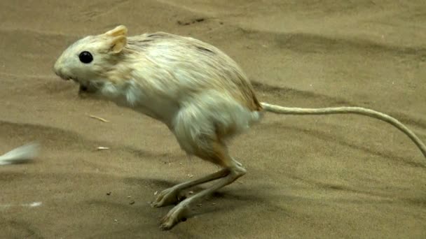 Ausgestopfter Jerboa — Stockvideo