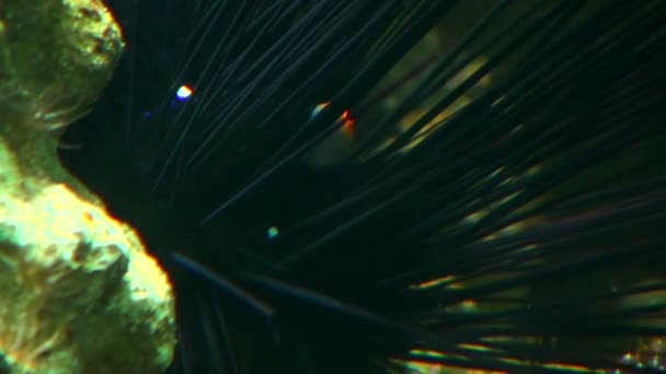 Beautiful fishes in water — Stock Video