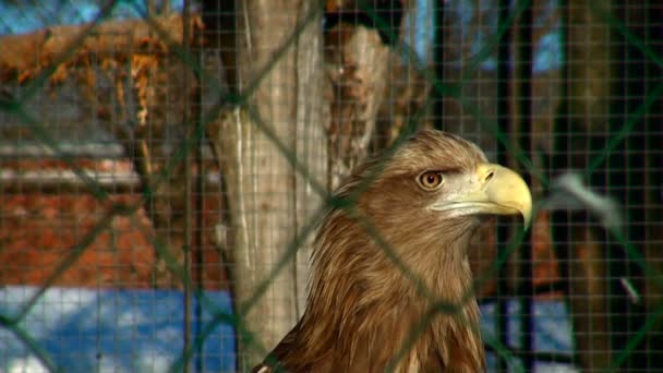 Aquila guarda fuori per l'estrazione — Video Stock