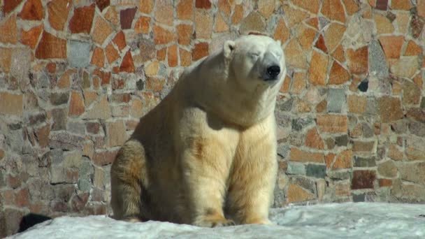 Polar bear is heated on the sun — Stock Video