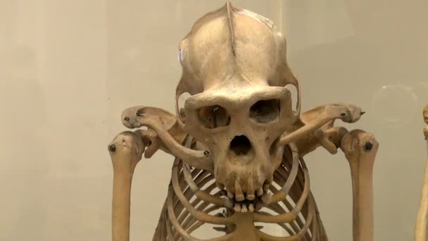 Mänskliga skelettet i ett museum — Stockvideo