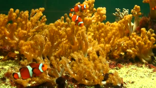 Mooie vissen in een aquarium — Stockvideo