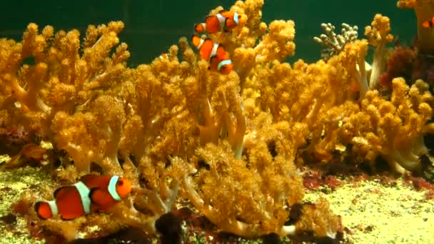 Beaux poissons dans un aquarium — Video