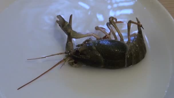 Live crayfish on a plate — Stock Video
