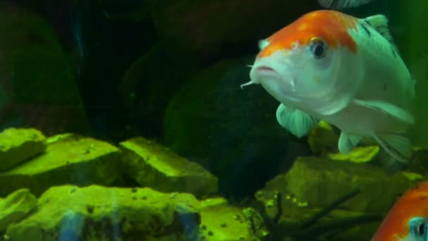 Hermosos peces en el agua — Vídeo de stock