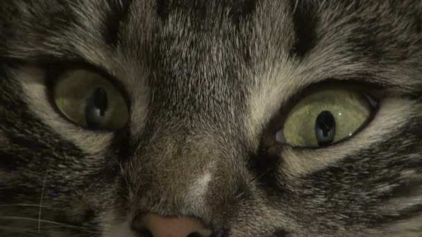 yeux de chat 