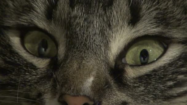 Yeux de chat — Video