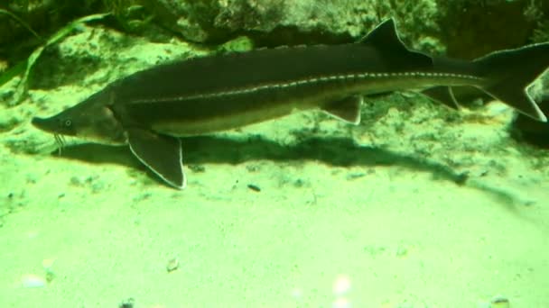 Schöne Fische im Wasser — Stockvideo