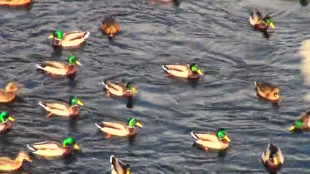 Enten auf dem Wasser — Stockvideo