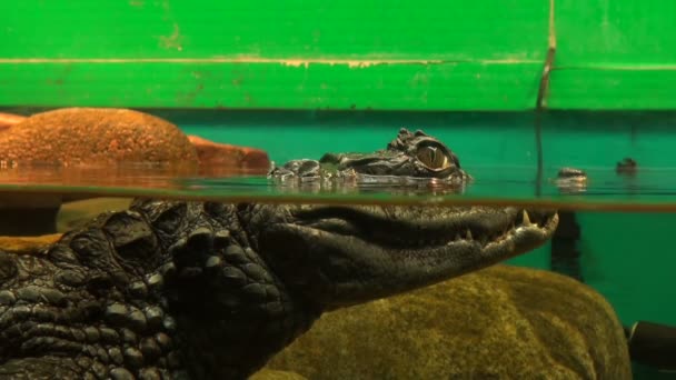 Krokodil klaar om een aanval — Stockvideo
