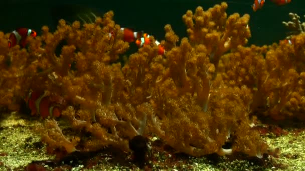 Schöne Fische im Wasser — Stockvideo