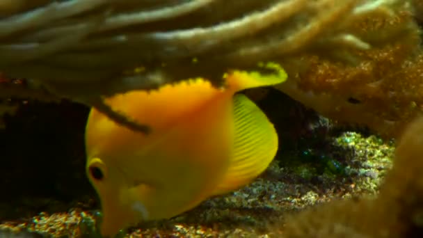 Szép halak a vízben — Stock videók
