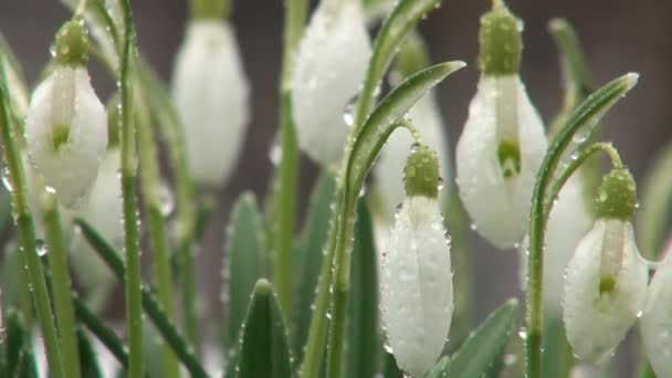 Snowdrop bloemen — Stockvideo