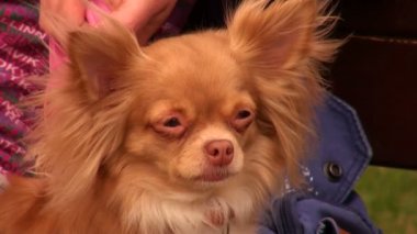 küçük kırmızı köpek