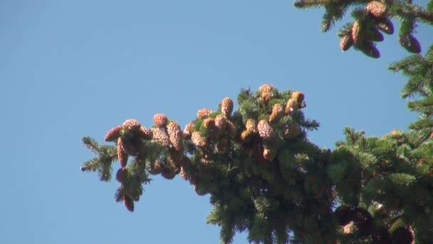 Een bult op de tak van een pine — Stockvideo