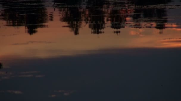 Отражение деревьев в воде — стоковое видео