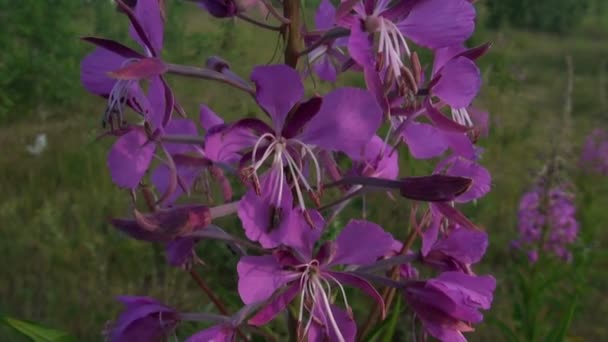 Flor violeta — Vídeo de Stock