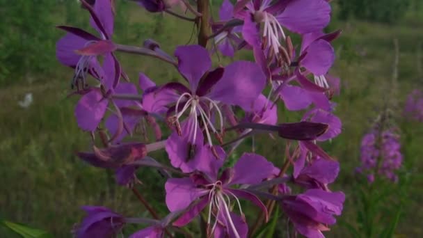 Fleur violette