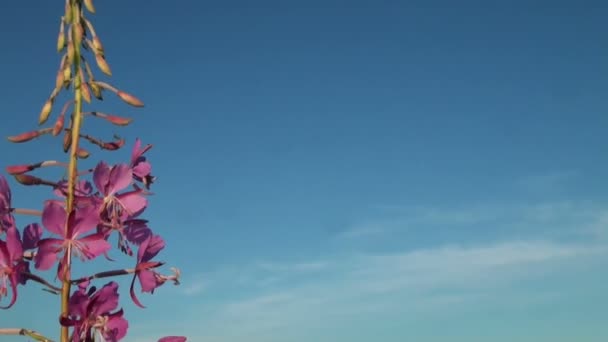 Фиолетовый цветок — стоковое видео